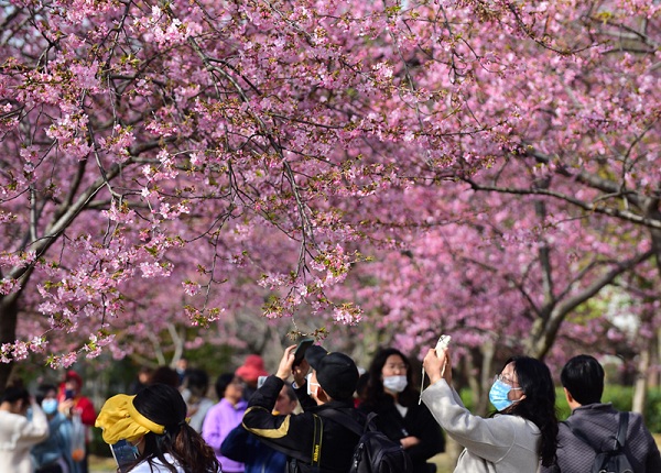 Cherry blossom season approaching