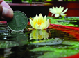 Tiny water lily brings big delight in the summer rain