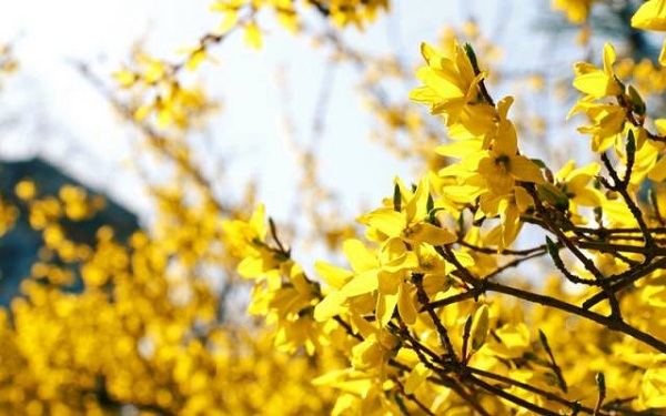 Taicang's various flowers fascinate you in the spring