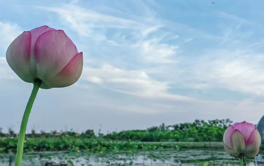 Lotus flower economy flourishes in Gaogang district