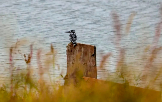 Taizhou's Fengqi Lake becomes haven for rare migratory birds