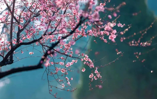 Glorious plum blossoms enchant visitors at Taizhou zone