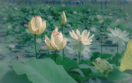 Lotuses start to bloom in Taizhou Medical High-tech Zone 