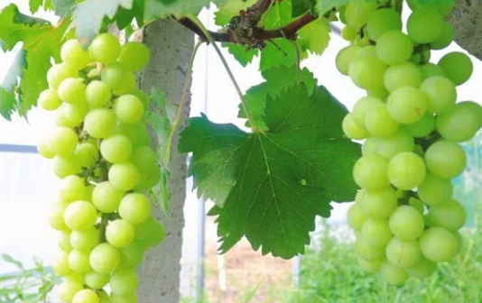 Pick, taste grapes at Xingdu Grape Professional Cooperative