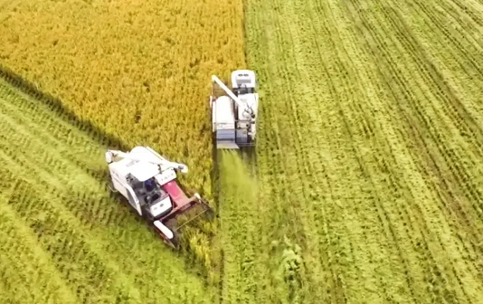 Taizhou's rice industry celebrates bumper harvest