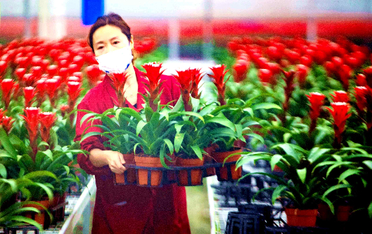Intelligent greenhouse center lets flowers bloom in winter