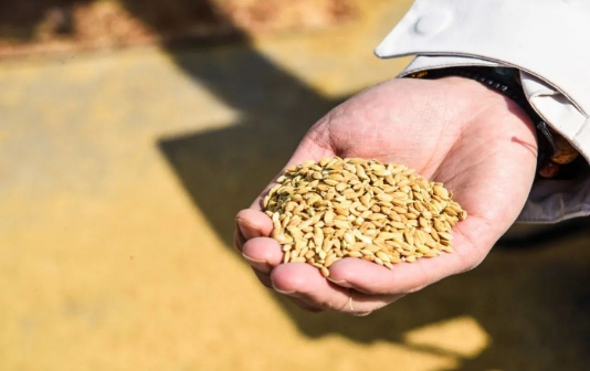 Hailing district ships high-quality seeds to market 