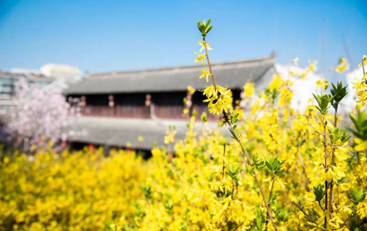 Jinzhong flower blossoms brighten Hailing district