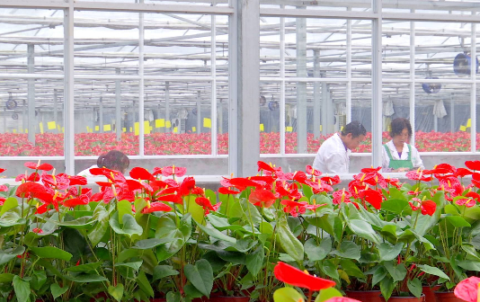 Flower industry grows in Hailing district's Gangmen village