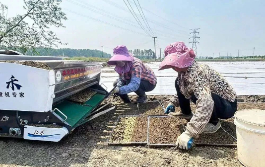 Hailing district leverages machines to plant rice