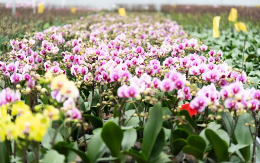 Flower economy blooms in Taizhou city's Gangyang town