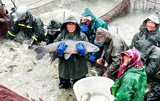 Taizhou's Hailing district welcomes fish harvest season