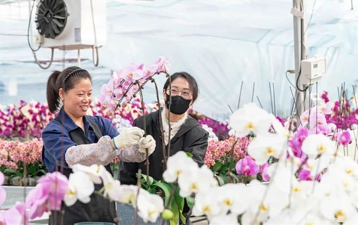 Butterfly orchid economy burgeons in Taizhou city