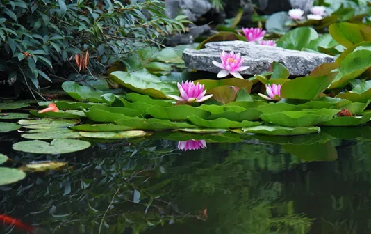 Water lilies in Taizhou's Hailing enter peak flowering time 