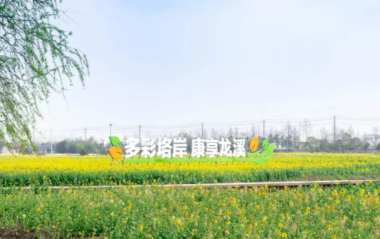 Vibrantly colored cole flowers draw hordes to Taizhou city