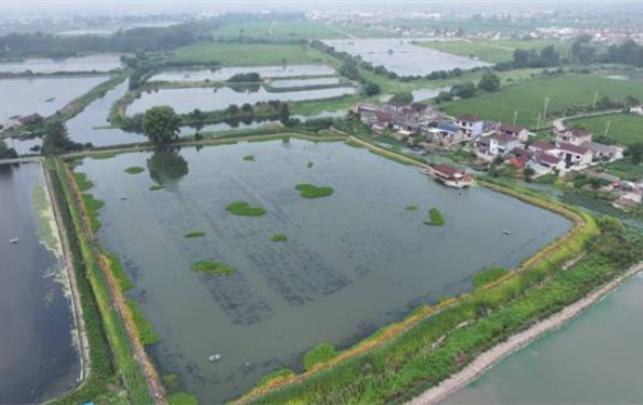 Hailing district embraces hairy crab harvest season