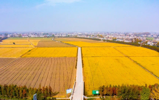 Taixing's Huangqiao town moves to restore farmlands 