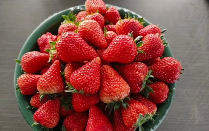 Taizhou's Xuzhuang sub-district starts strawberry picking 