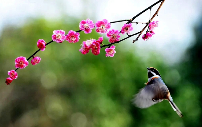 In pics: Discover poetic Taizhou city in spring