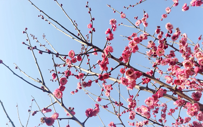 Glorious plum blossoms transform Taizhou city