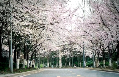 Wonderful Taizhou, festooned with blossoms
