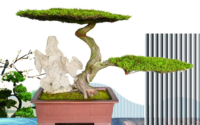 Taizhou promotes Yangzhou-style bonsai art