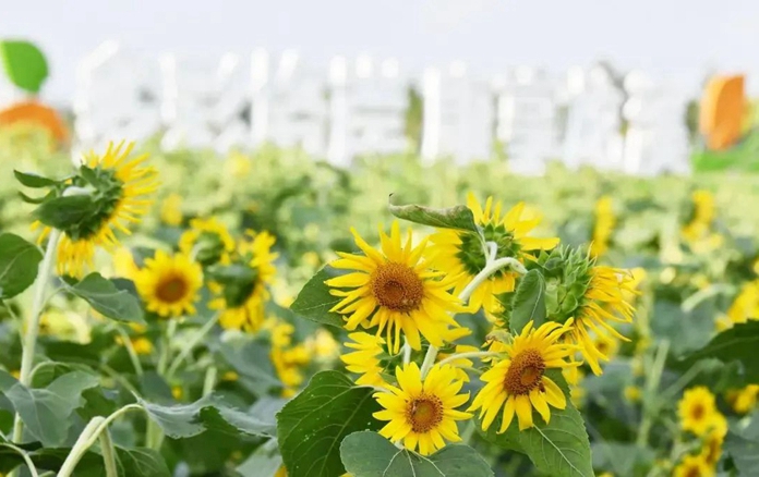 Sunflowers bloom in Hailing district