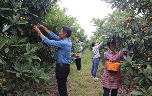 Enjoy May's delights in Taizhou: Your guide to fruit picking
