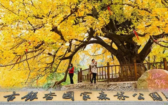 Experience golden autumn in ancient ginkgo park