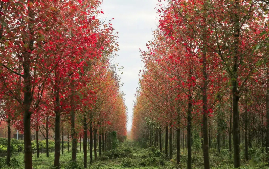 Encounter colorful, glorious Jingjiang city in early winter