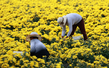 Harvest time for chrysanthemums in Xinghua