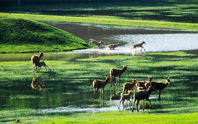 Elk, migratory birds sighted in Qinhu River National Wetland Park