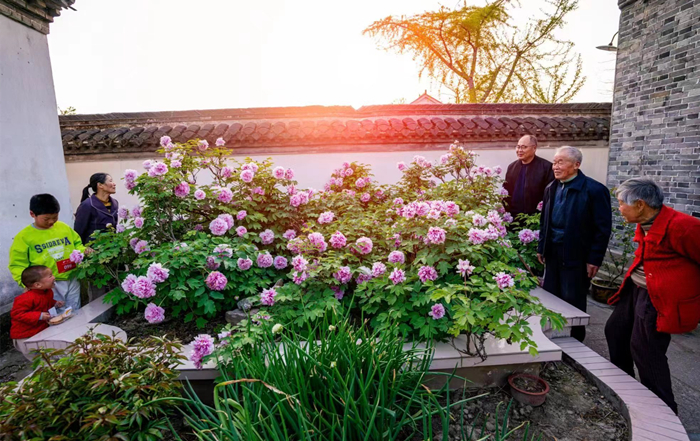Centurial-old peony tree blooms in Jiangyan district