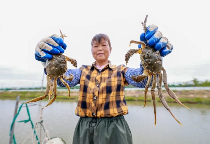 Harvest season kicks off for fresh, delightful Qinhu crabs