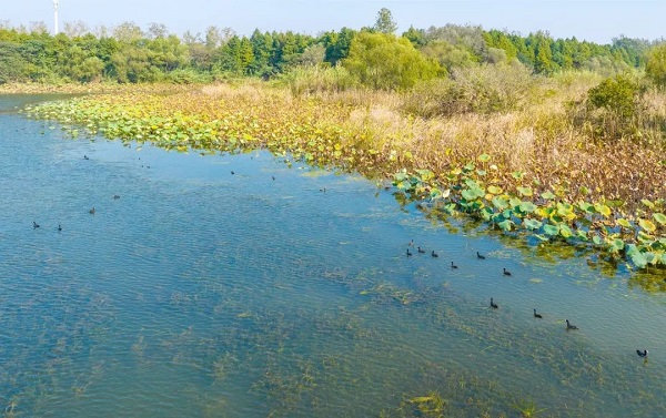 Migratory birds flock to Qinhu wetland