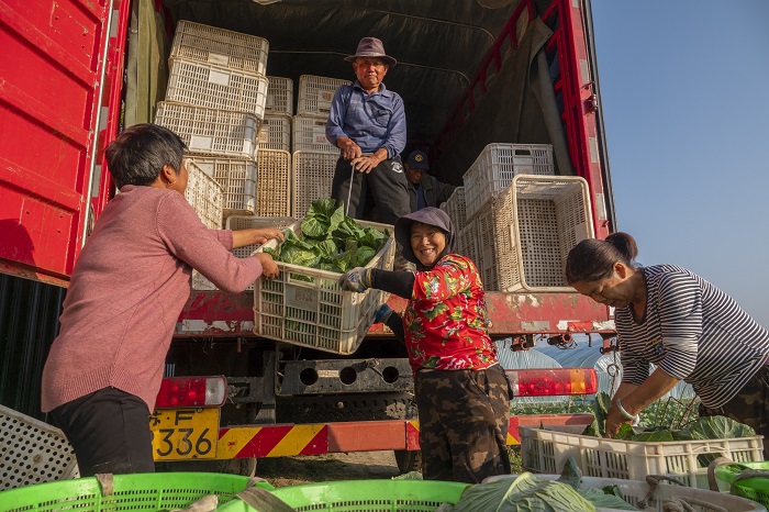 Taizhou's Jiangyan district gets busy harvesting kale