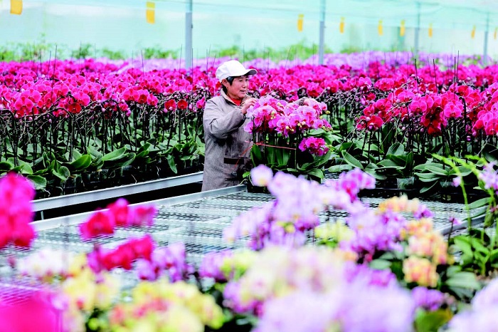 Jiangyan district's flower production base hits peak sales 