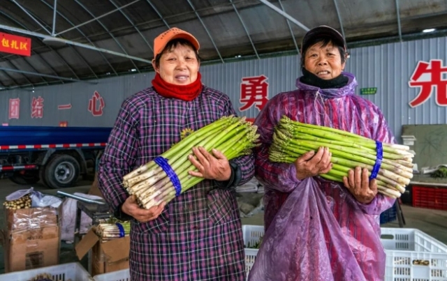 Asparagus crop boosts Taizhou city's Jiangyan district
