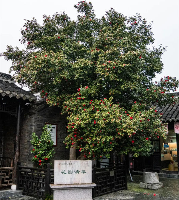 Taizhou's Jiangyan district stages camellia flower festival