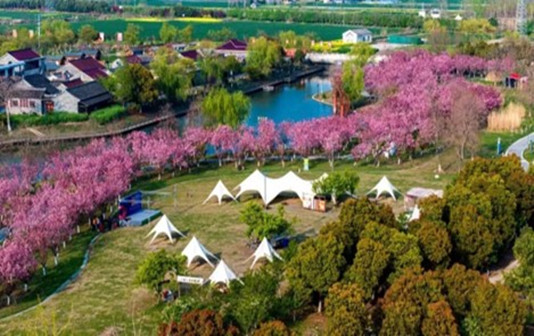 Late-blooming cherry blossoms enchant visitors to Taizhou's Jiangyan district