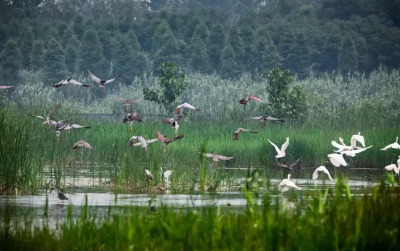 Nearly 100,000 migratory birds arrive at Qinhu wetland park