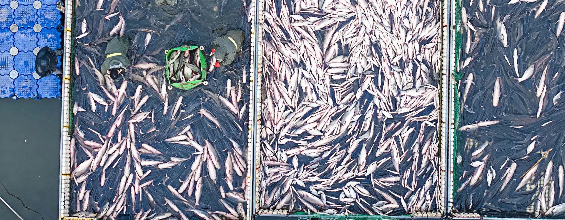 Annual winter fishing festival kicks off at Jiangyan's Qinhu Lake