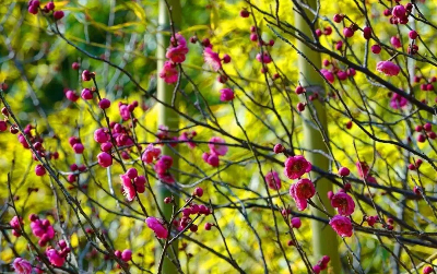 Plum blossoms paint Jiangyan in vibrant colors