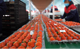 Jiangyan's farmers reap sweet rewards from strawberries