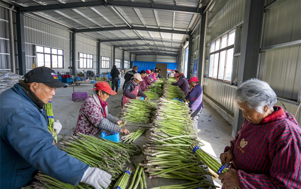 Little asparagus lead to big bucks in Jiangyan town