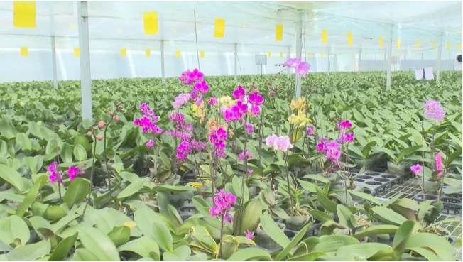 Jiangyan's flower sector uses digital agriculture technology