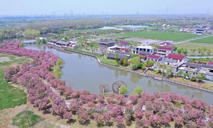 Visit Taizhou's Xiaoyang village for superb cherry blossoms