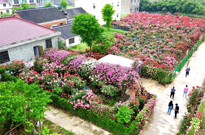 rose garden2.jpg