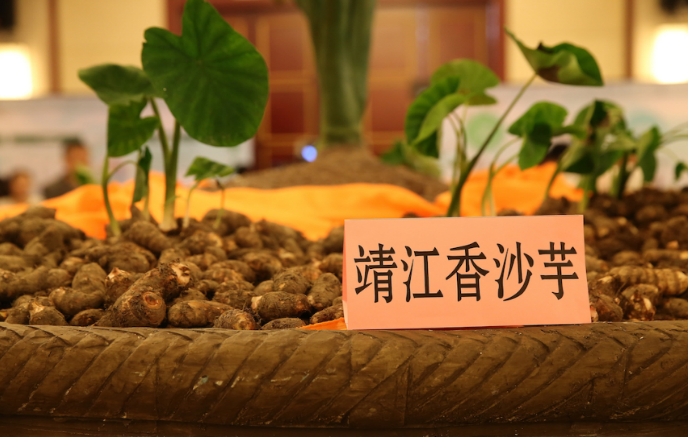 Jingjiang Xiangsha taro selected national agricultural germplasm resource