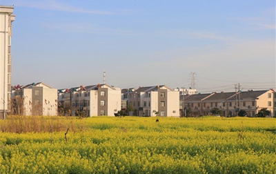 Explore enchantment of spring in Dongxing town 